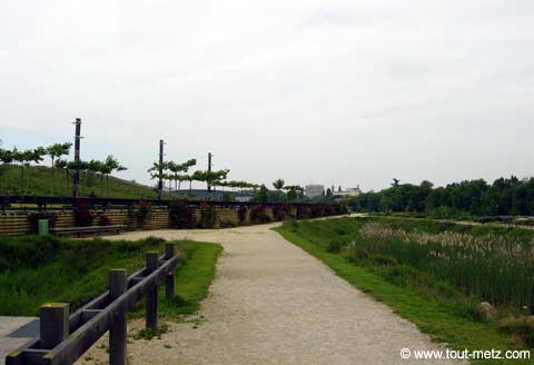 Parc de la Seille à Metz rosier