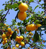 Les mirabelles de Metz